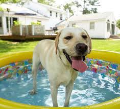 labrador in pool