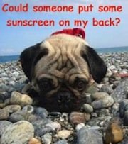 pug sunscreen