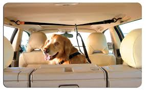 travel tips with pet Wagging Tails Pet Sitting & Mobile Grooming in Connecticut