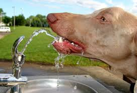 dog drinking from fountain
