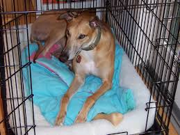 greyhound in crate Wagging Tails Pet Sitter in Connecticut