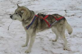 alaskan sled dog