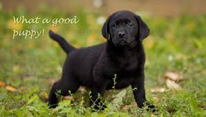 black lab good puppy