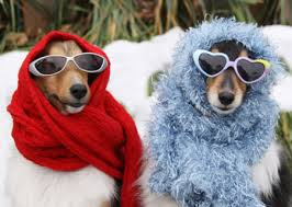 winter dog Wagging Tails Pet Sitting & Mobile Grooming in CT