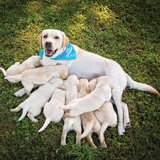 yellow lab breeder puppies Wagging Tails
