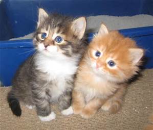 kittens 2