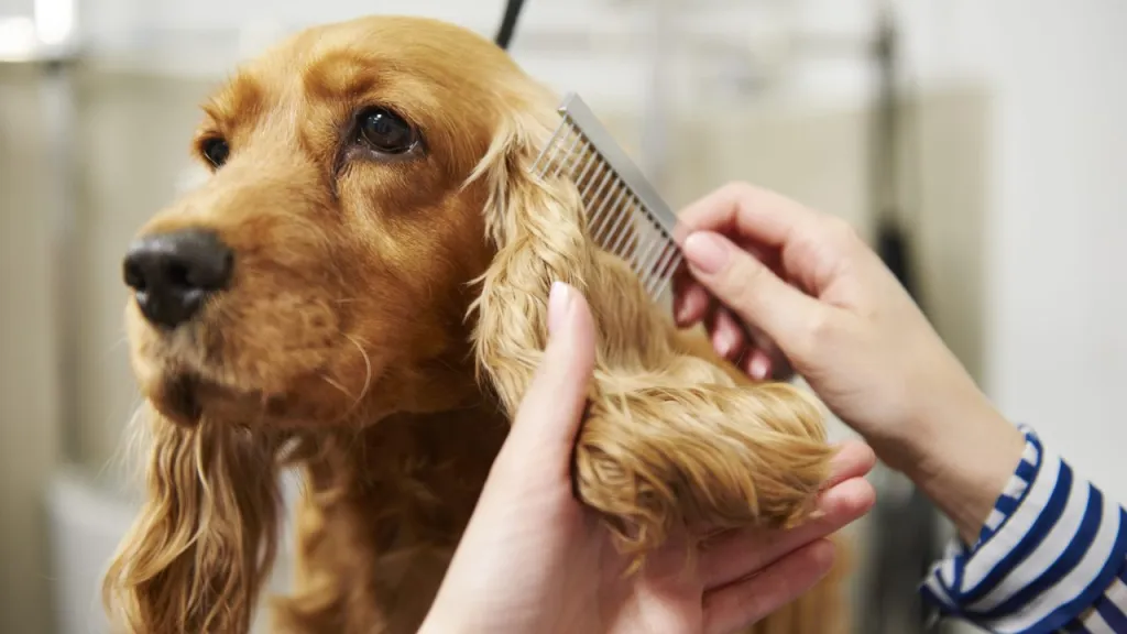 Dogs grooming training