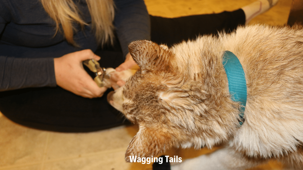 Addressing Common Nail Clipping Challenges
