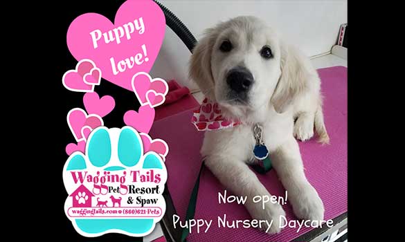 Puppy Nursery Daycare